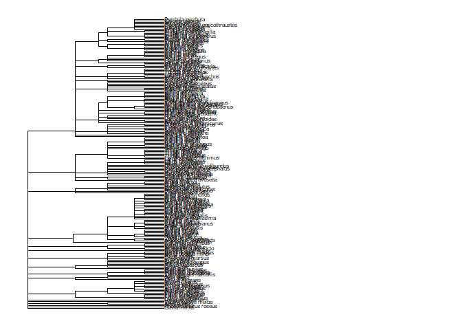 labelled tree of all\nspecies